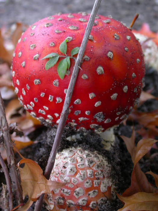 A. muscaria