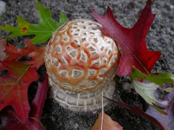 A. muscaria