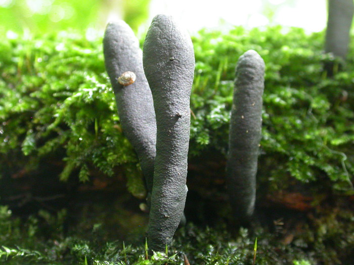 earth tongue