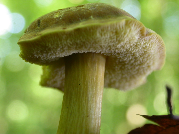 boletus 