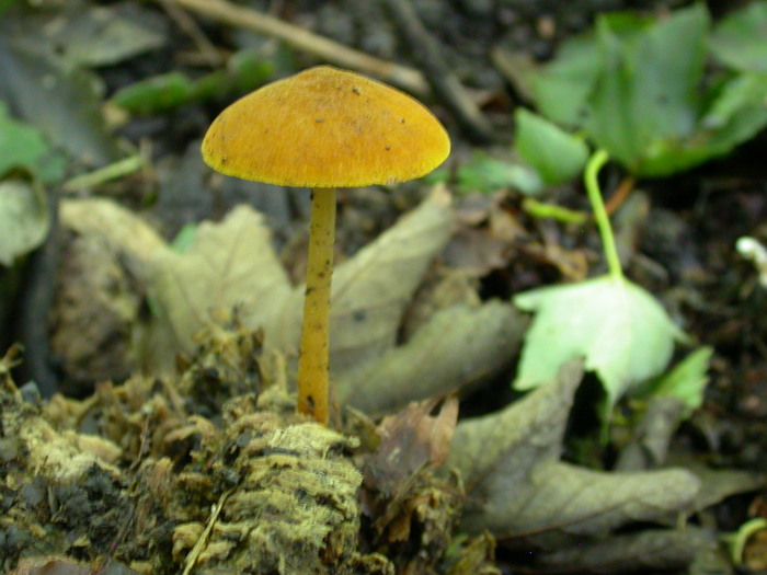 orange mushroom