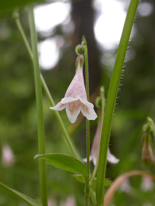 twinflower