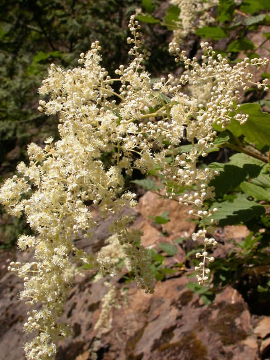 ocean spray flower