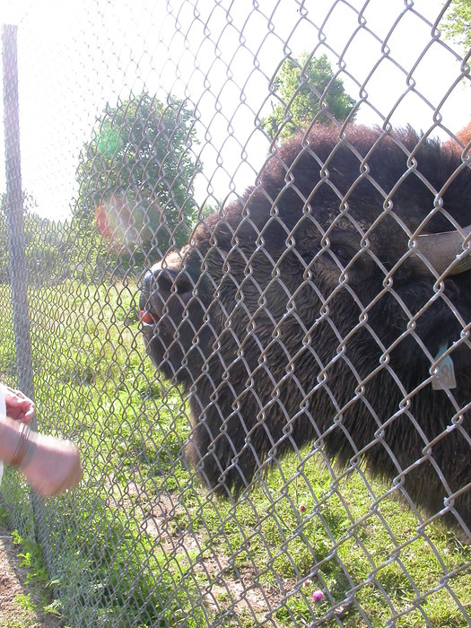 bison and carrot