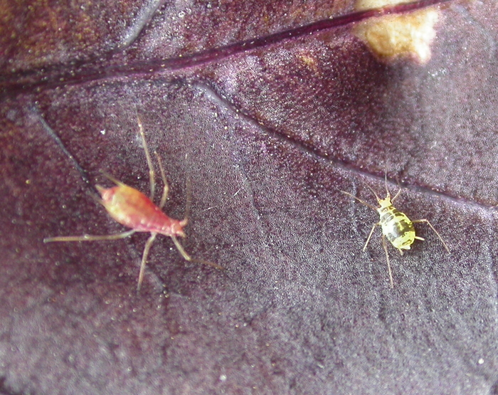 aphids