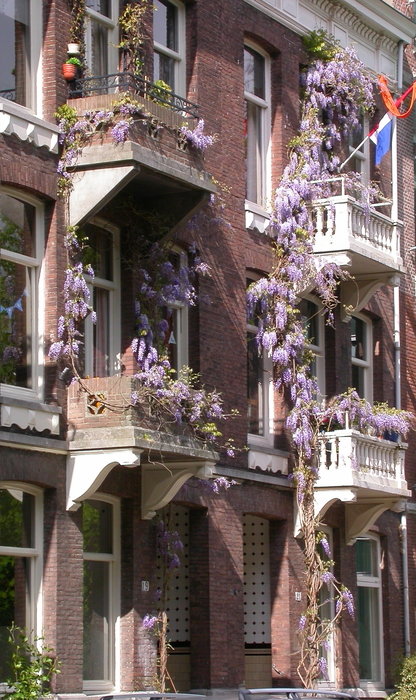 wisteria