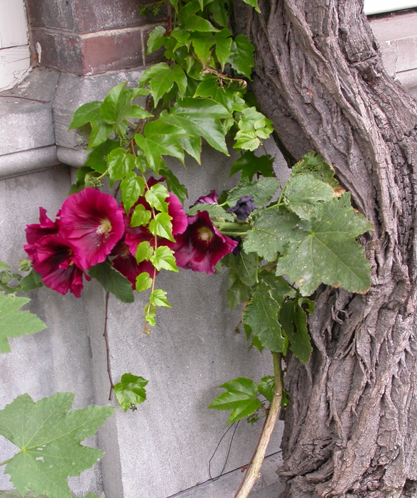 hollyhock