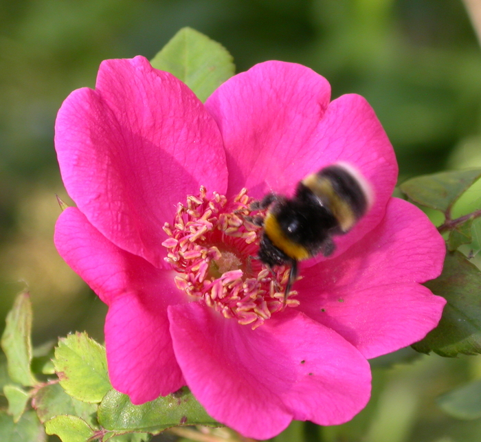 rose and bee