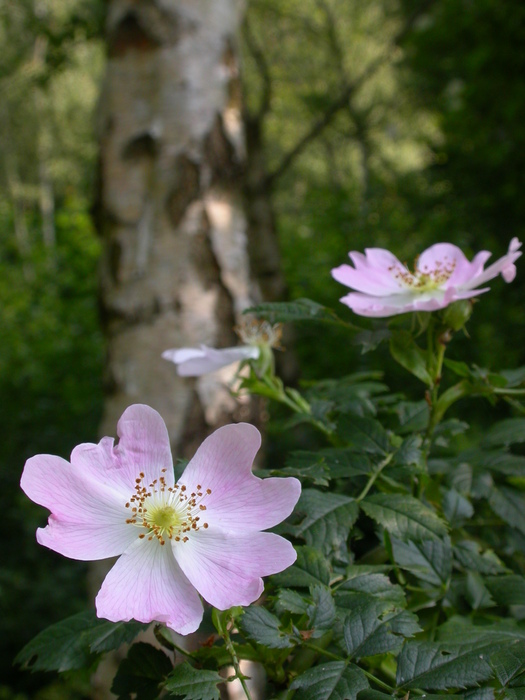 wild rose