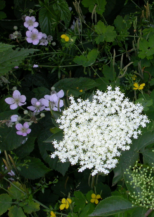 wildflowers