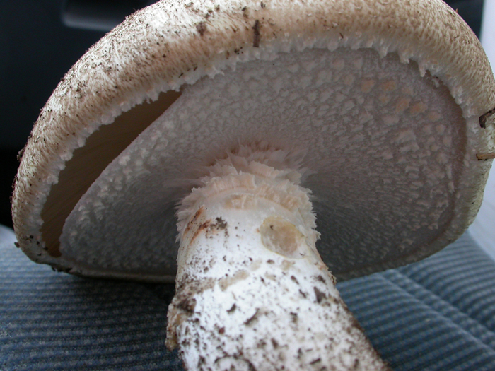 mushroom photo