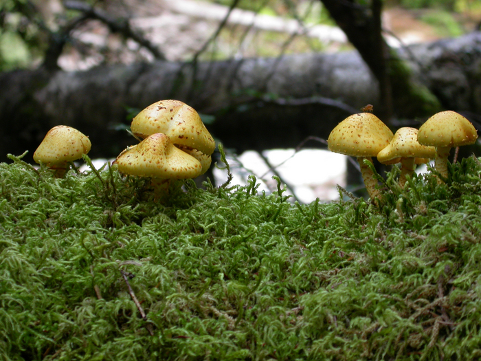 mushroom photo