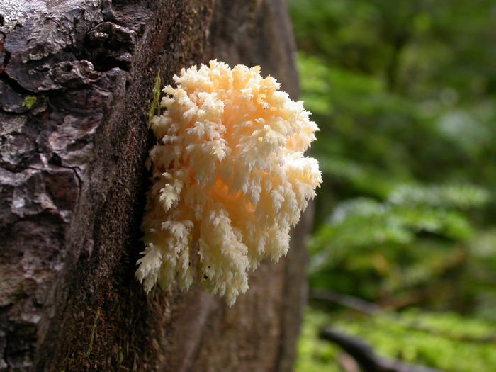 mushroom photo