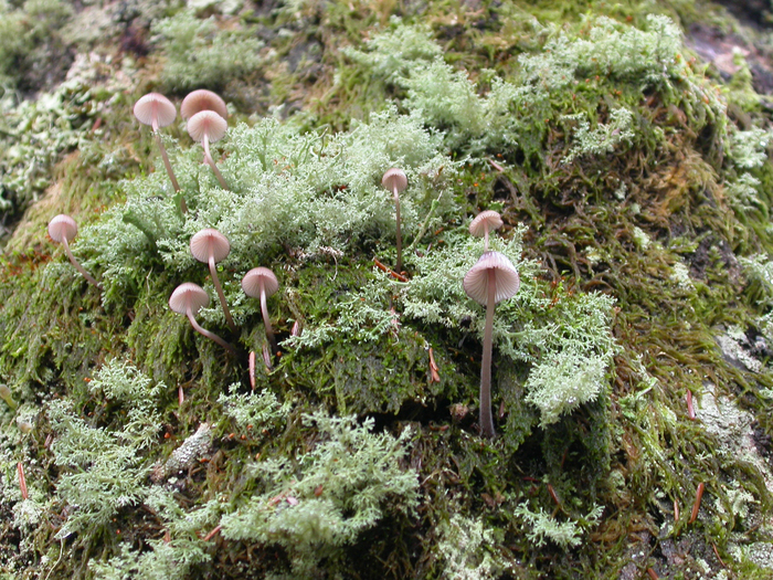 mushroom photo