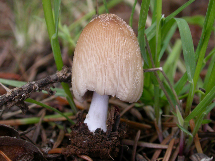 mushroom photo