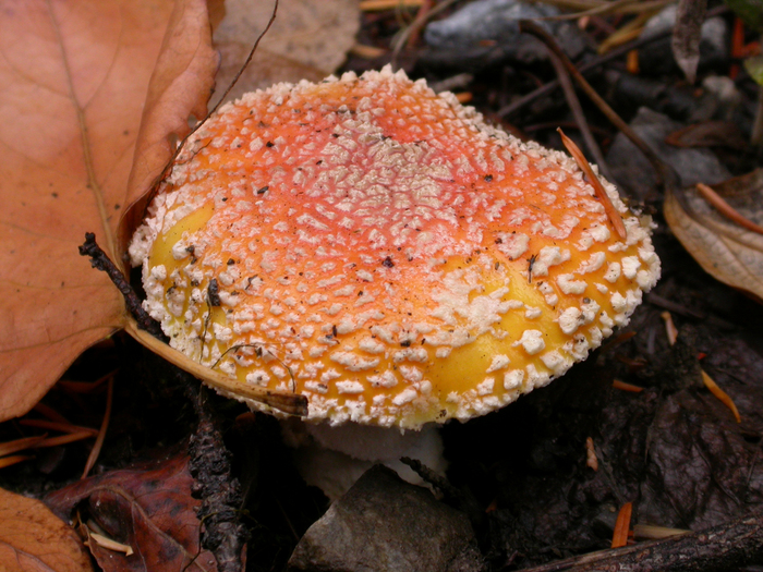 mushroom photo