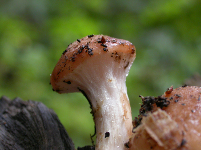 mushroom photo