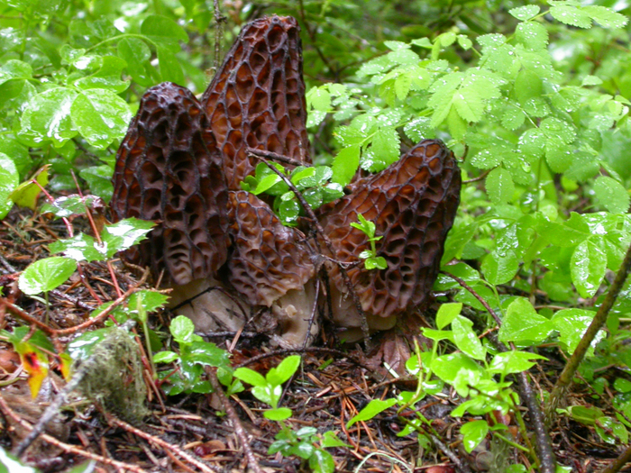 mushroom photo