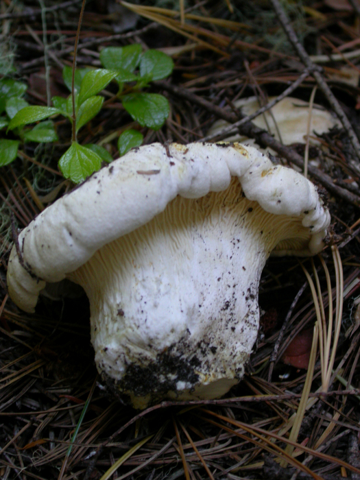 mushroom photo