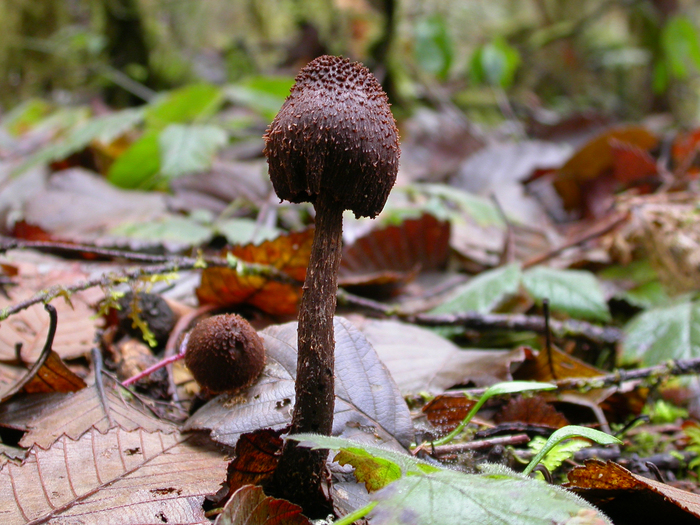 mushroom photo