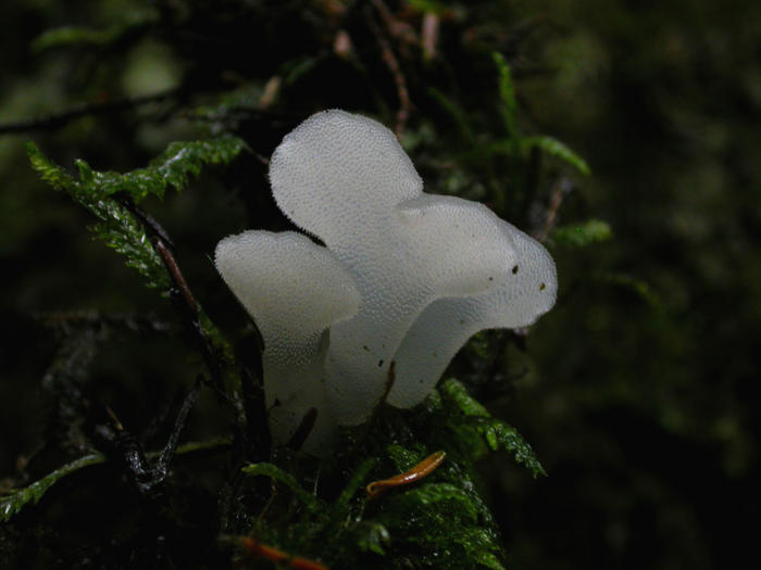 mushroom photo