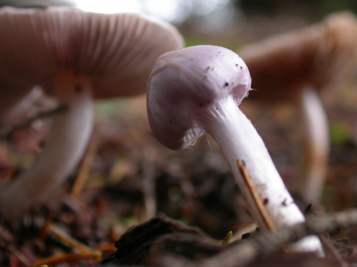 mushroom photo