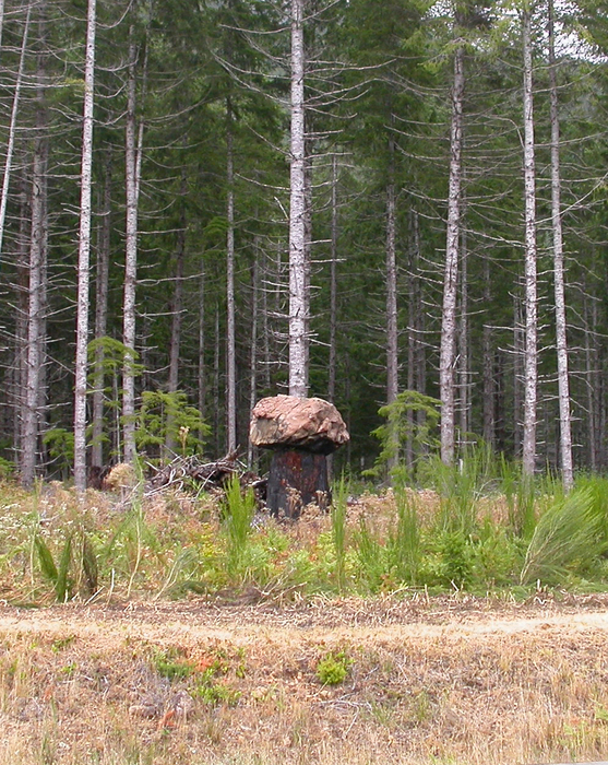 mushroom photo