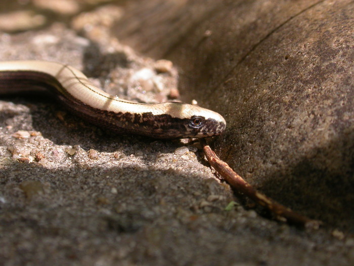 baby lizard