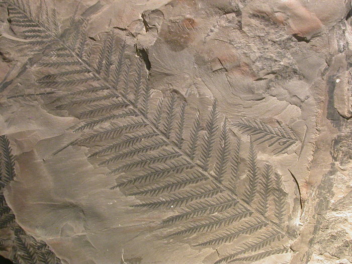 fossil fern