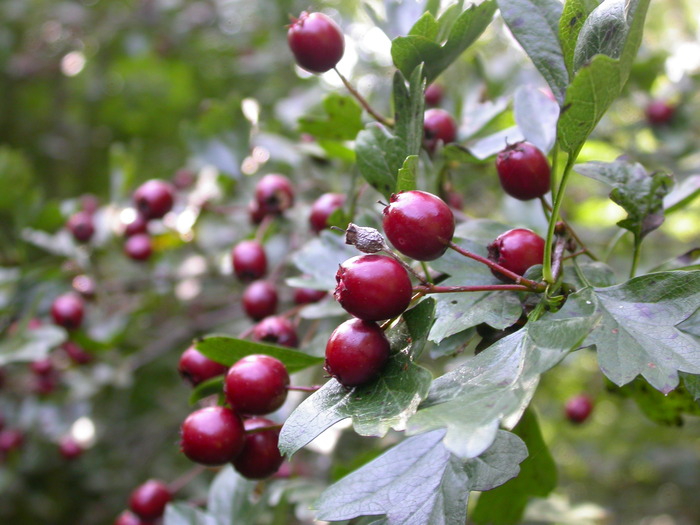 tree berries