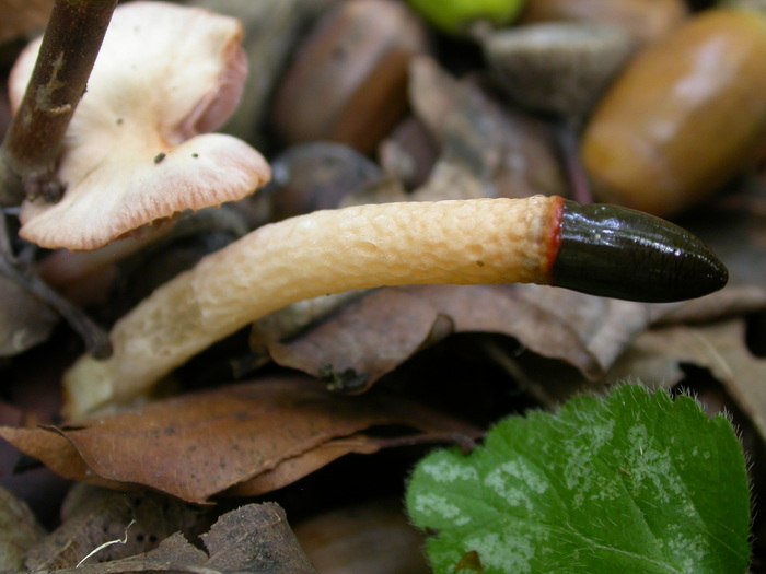 phalloides sp