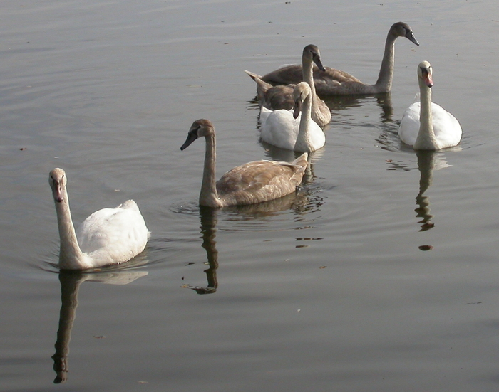 swans