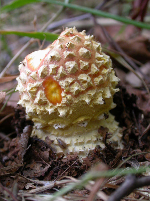 amanita muscaria