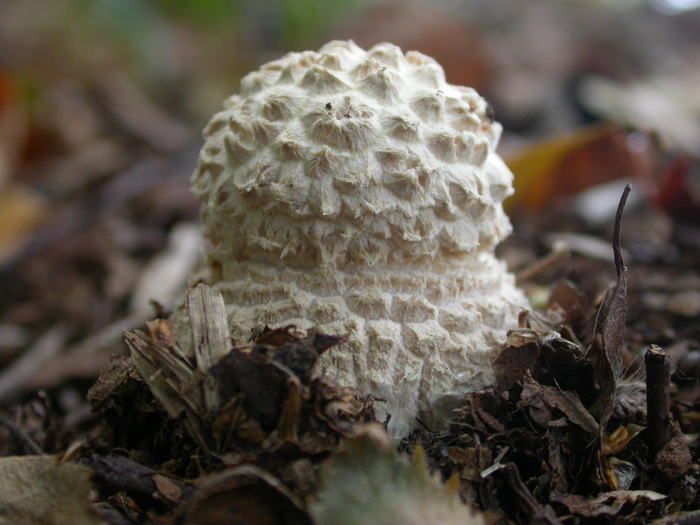 amanita button