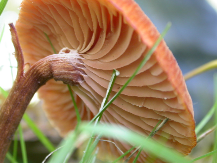 underside red cap