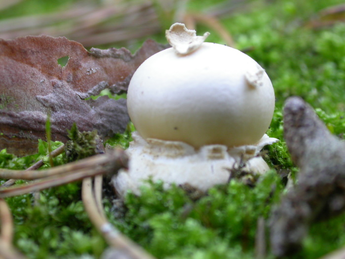 Amanita sp